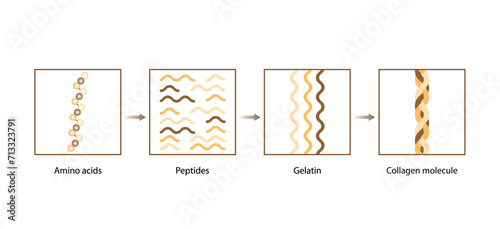 Collagen synthesis. From Amino acids, Peptides and Gelatin to Collagen molecule, Collagen fibers. fibroblasts. Anti-aging therapy. Vector illustration.