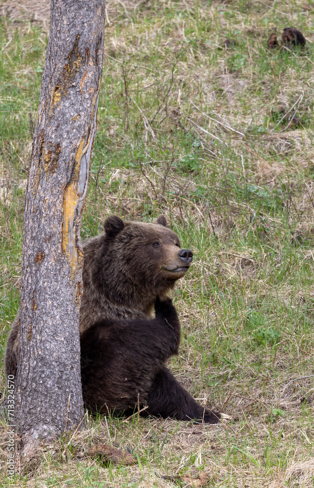 Grizzly Bear in Springtime in Yellowstone National Park Wyoming Grizzly Bear in Springtime in Yellowstone National Park Wyoming