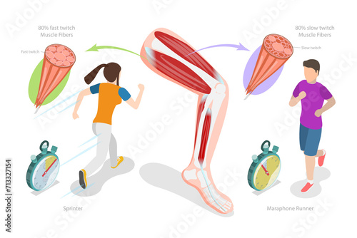 3D Isometric Flat  Conceptual Illustration of Muscle Fiber Types, Skeletal Muscle Structure photo