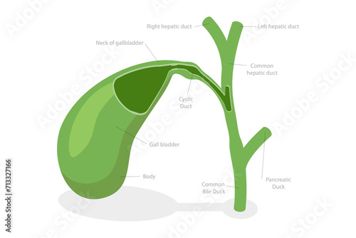 3D Isometric Flat  Conceptual Illustration of Parts Of The Gallbladder , Medical Educational Diagram photo