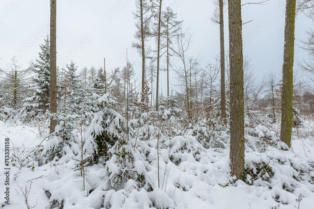 Winter landscape with forest trees and snow covered field Winter landscape with forest trees and snow covered field