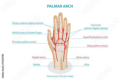 Fototapeta Naklejka Na Ścianę i Meble -  3D Isometric Flat  Conceptual Illustration of Palmar ARCH, Health Care Labeled Guide