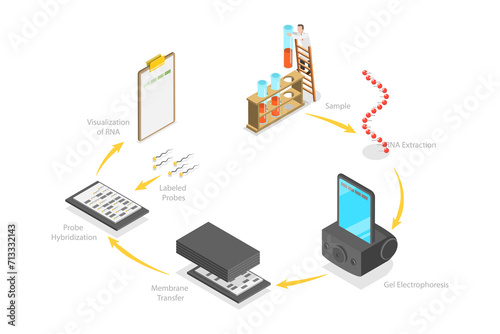 Принти на полотні 3D Isometric Flat  Conceptual Illustration of Northern Blot, Educational Diagram