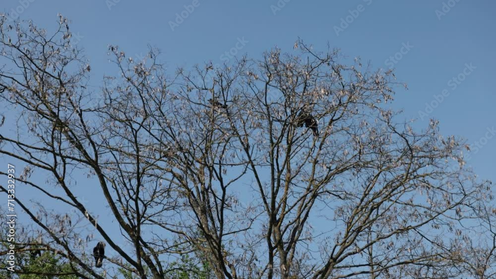 black crow, crow birds, leafless branch. Several crows sit quietly among stark, leafless branches trees against clear blue sky, creating tranquil natural scene. black crow, crow birds, leafless branch. Several crows sit quietly among stark, leafless branches trees against clear blue sky, creating tranquil natural scene.