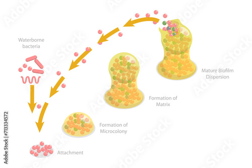 Картината върху платно 3D Isometric Flat  Conceptual Illustration of Biofilm Formation Stages, Life Cyc