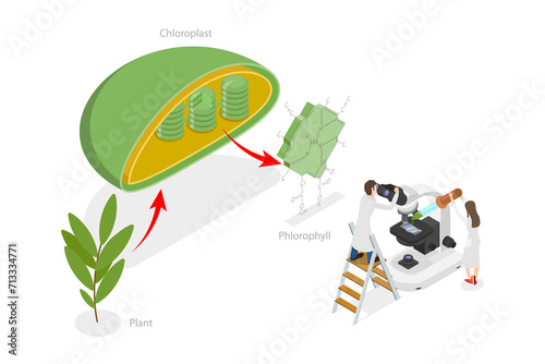 3D Isometric Flat  Conceptual Illustration of Chlorophyll And Chloroplast , Labeled Educational Diagram photo