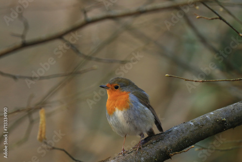 European Robin on the branch © Simun Ascic