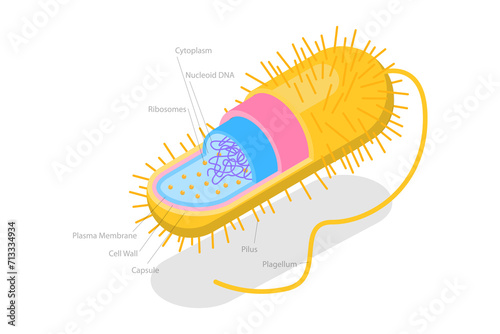3D Isometric Flat  Conceptual Illustration of Archaebacteria, Anatomical Bacteria Structure photo