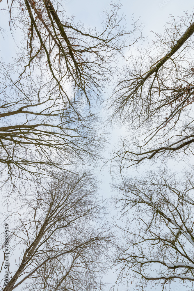 Looking up at trees without foliage in a forest during winter, abstract natural background Looking up at trees without foliage in a forest during winter, abstract natural background