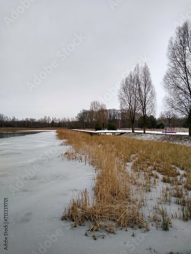 Wallpaper Mural A frozen lake with dry and broken reed plants growing on its shore and trees in the background. Winter concept.  Torontodigital.ca