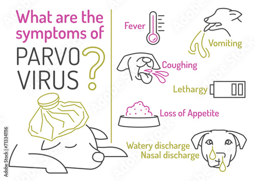 Parvovirus in dogs. Symptoms of parvo. Canine gastrointestinal contagious disease.