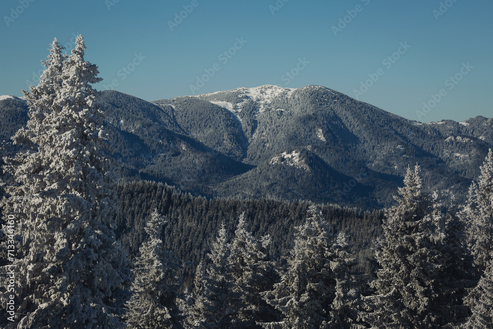 Winter landscape with snow covered trees in sunny frosty day with blue sky. snowy landscape in the mountains. Winter view of mountain peaks and forest covered with snow. Snowy forest with pine trees. 