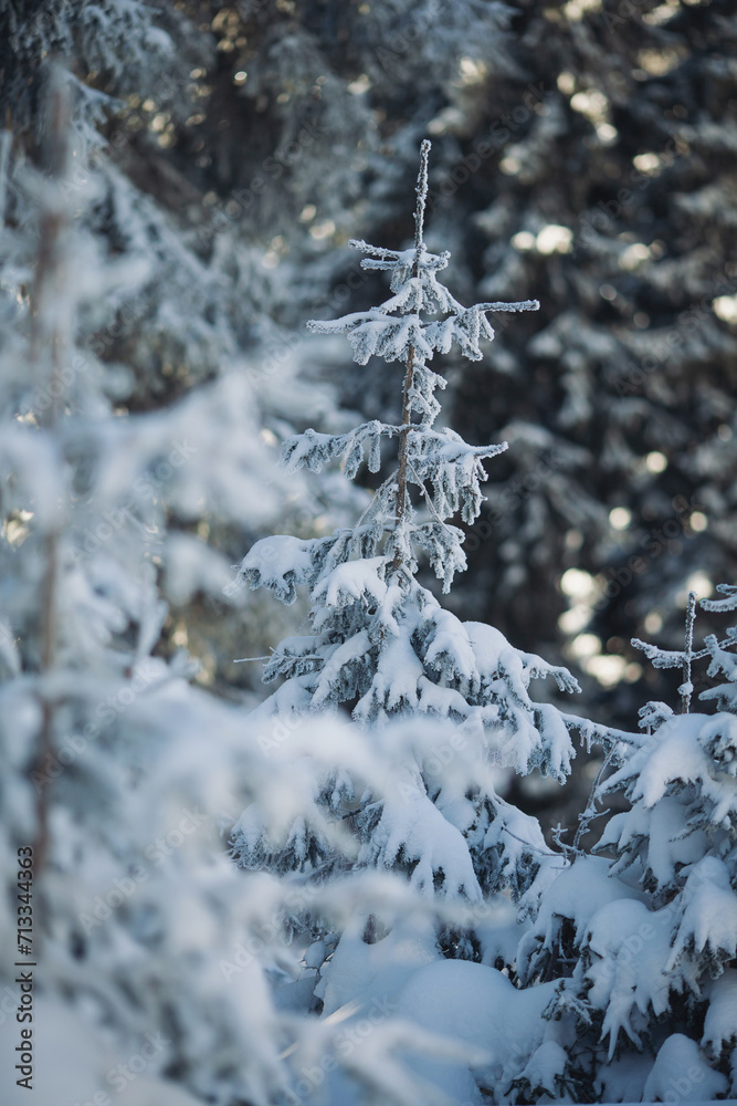 Little the fir-trees covered with snow in the forest. winter landscape. Mighty pine, fir, spruce trees. Winter wonderland. Seasons, ecology, global warming, ecotourism, christmas vacations.