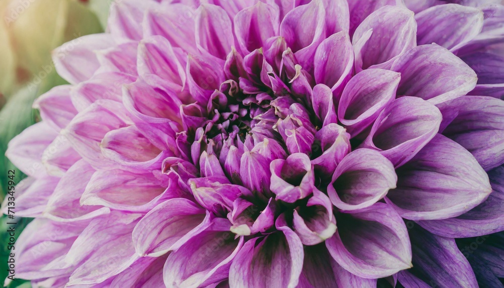 close up of dahlia close up of dahlia