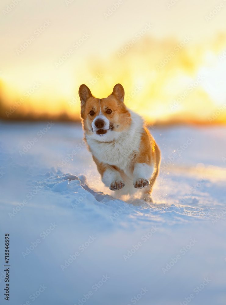 cute corgi dog puppy runs merrily through the snow in a winter sunlight