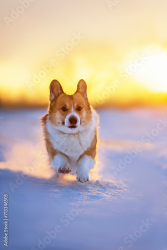 cute corgi dog puppy runs merrily through the snow in a winter sunlight © nataba