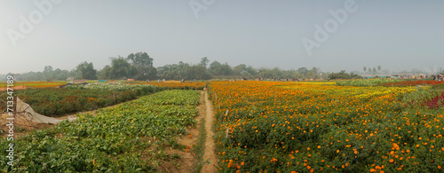 Panoramic view of orange marigold flowers at valley of flowers, Khirai,West Bengal,India. Flowers are harvested here for sale. Tagetes, herbaceous plants, family Asteraceae, blooming yellow marigold. photo