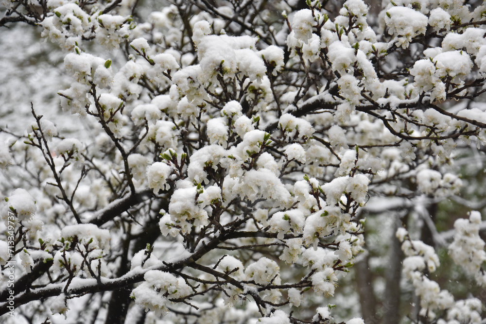Snow on a first buds and white flowers on tree. Concept of bad weather condition, frost and agriculture disaster. Damage to the orchard Snow on a first buds and white flowers on tree. Concept of bad weather condition, frost and agriculture disaster. Damage to the orchard
