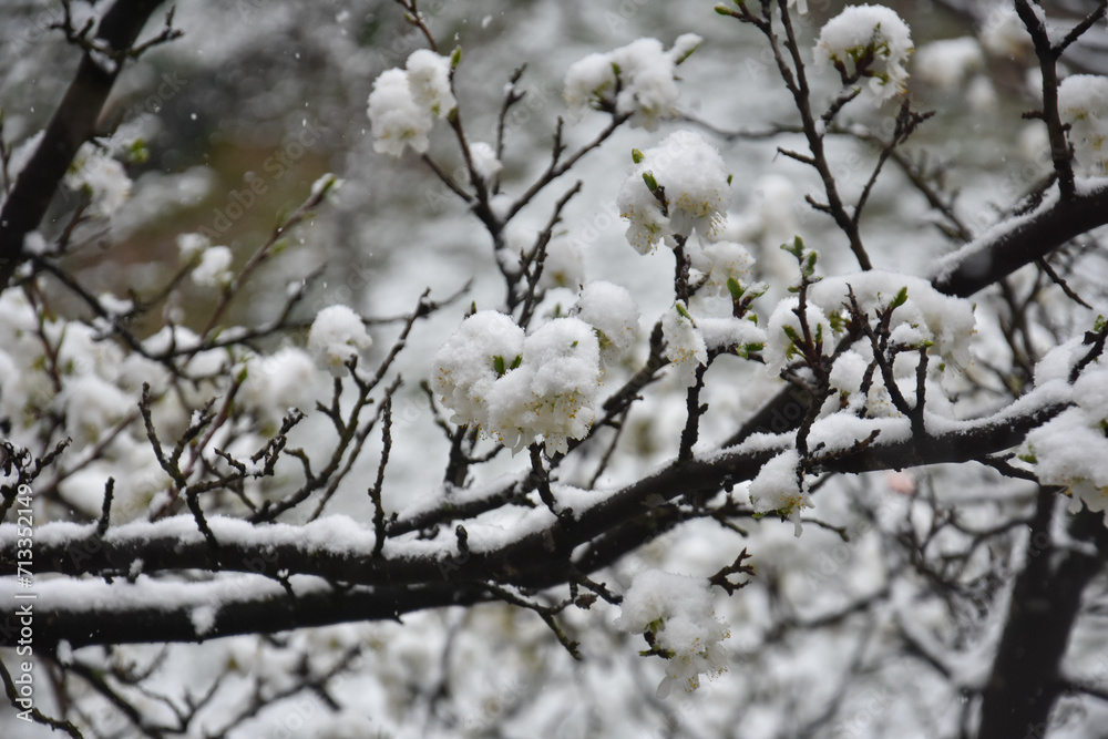 Snow on a first buds and white flowers on tree. Concept of bad weather condition, frost and agriculture disaster. Damage to the orchard