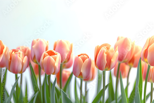 Abstract background of peach tulips. Advertising project for Valentine's Day or Mother's Day