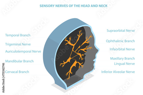 3D Isometric Flat  Conceptual Illustration of Sensory Nerves Of The Head And Neck, Educational Medical Diagram photo