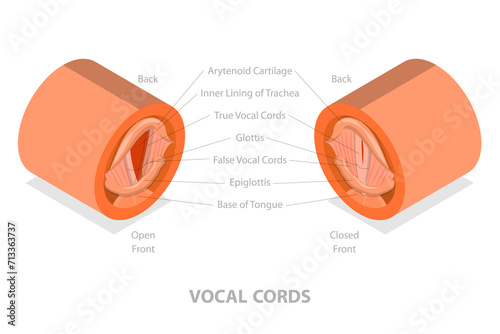 3D Isometric Flat  Conceptual Illustration of Vocal Cords, Educational Medical Scheme photo