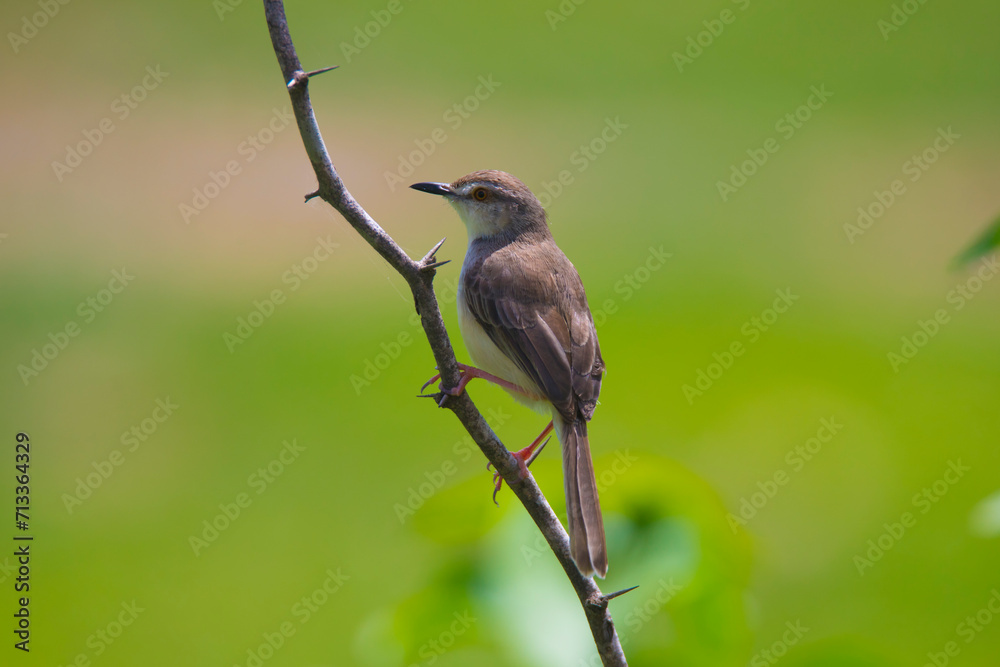 Plain prinia bird sitting on a twig - little bird Plain prinia bird sitting on a twig - little bird