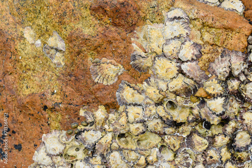 Background texture of stone and shells