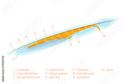 3D Isometric Flat  Conceptual Illustration of Branchiostoma Lanceolatum Anatomy Scheme, Translucent Fish-like Animal photo