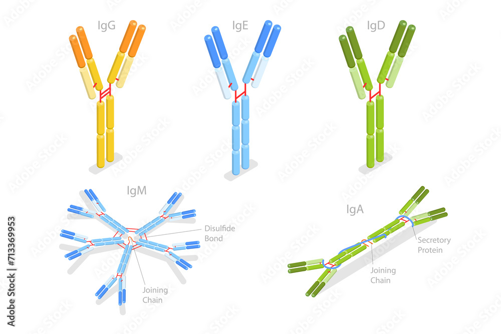 3D Isometric Flat  Conceptual Illustration of Different Types Of Immunoglobulins, Antibodies Structure