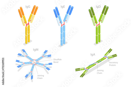 3D Isometric Flat  Conceptual Illustration of Different Types Of Immunoglobulins, Antibodies Structure photo