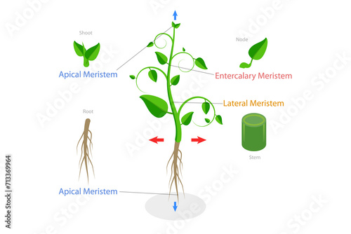 3D Isometric Flat  Conceptual Illustration of Meristematic Tissue, Educational Scheme