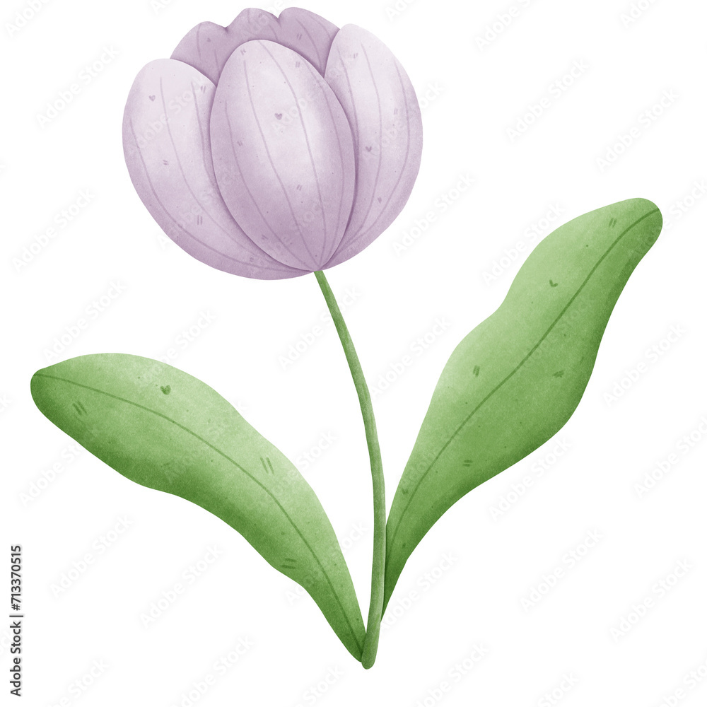 purple tulip purple tulip
