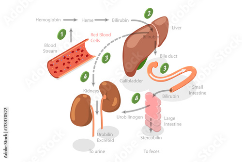 Konstfotografi 3D Isometric Flat  Conceptual Illustration of Heme Catabolism, Educational Diagr