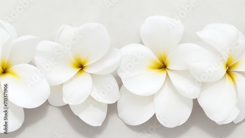 Beautiful Plumeria flowers on white surface