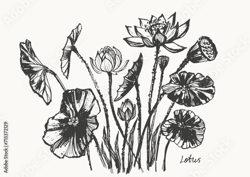 Hand drawn ink brush painting of lotus flowers, buds, leaves, branches