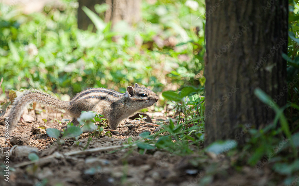地面に下りてきたシマリス