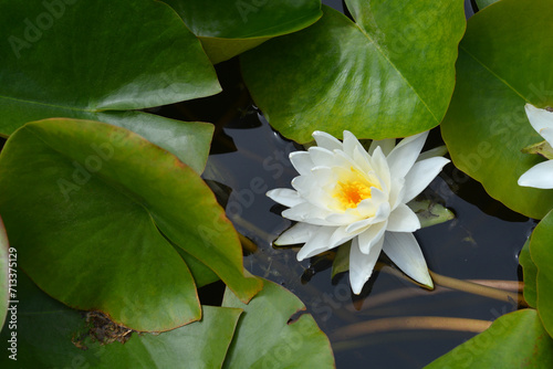 Photos Water Lily Perrys Double White flower and leaves