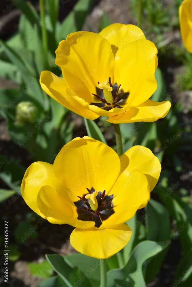 Tulip Golden Apeldoorn flowers Tulip Golden Apeldoorn flowers