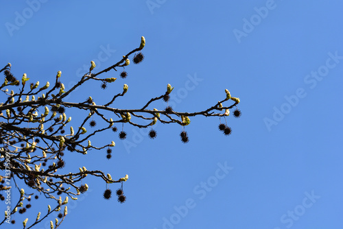 American sweetgum branch with seeds and buds photo