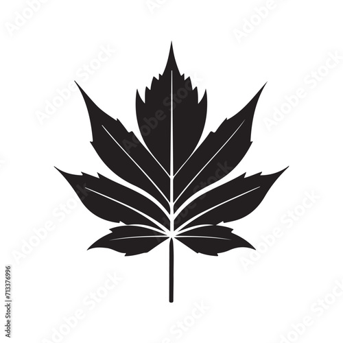 Maple Leaf Illustration