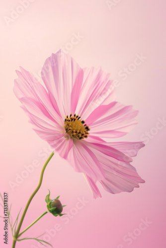 Pink Cosmos flower soft elegant vertical background, card template