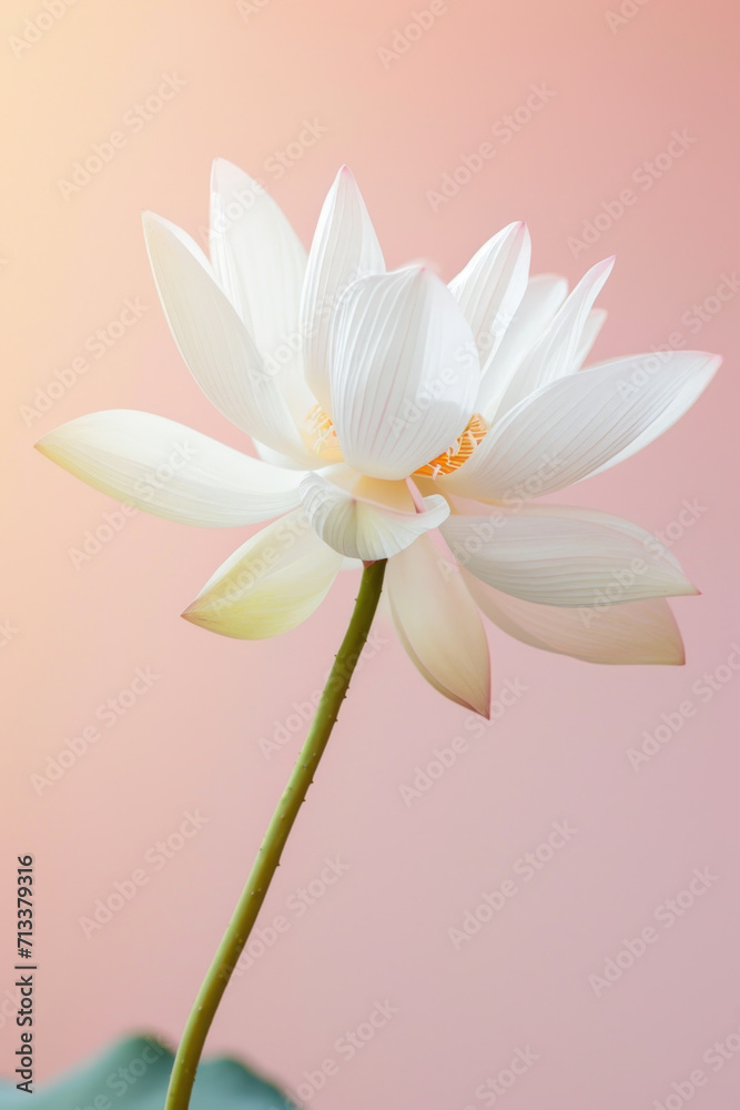 White lotus flower soft elegant vertical background, card template
