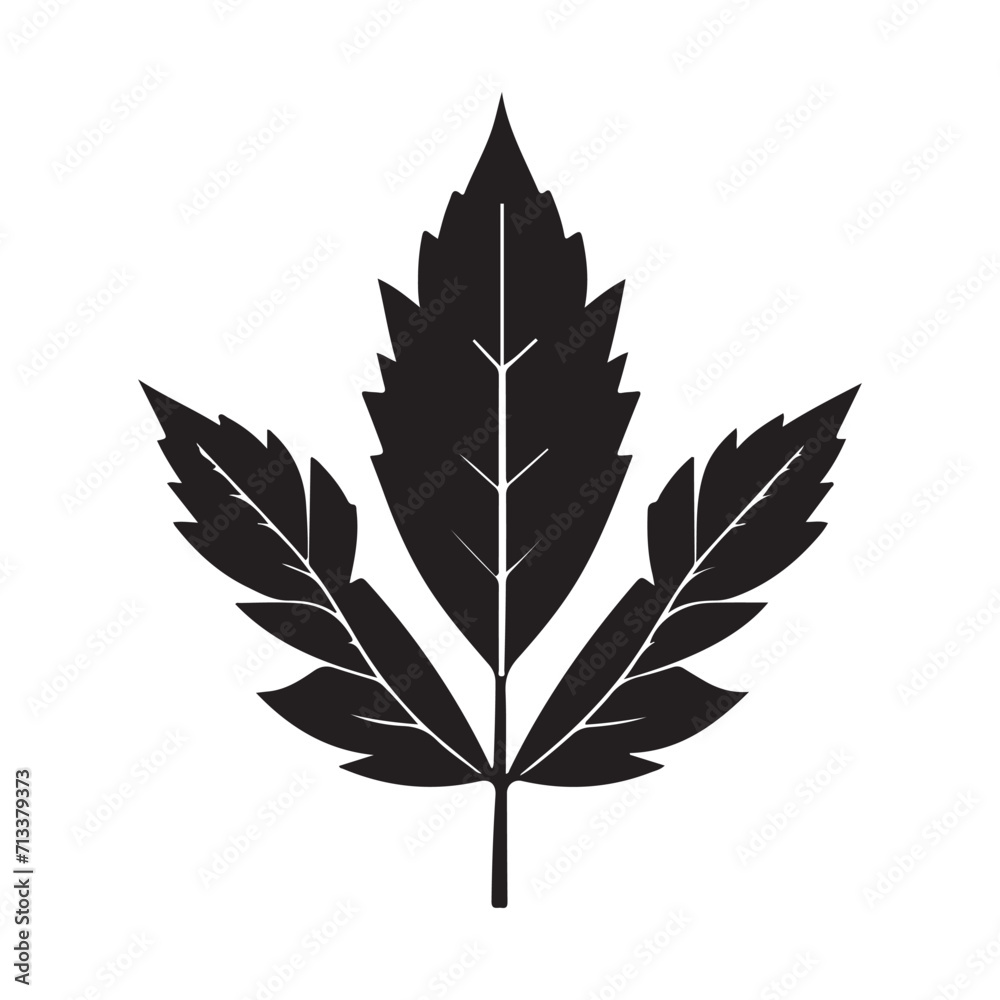 Maple Leaf Illustration