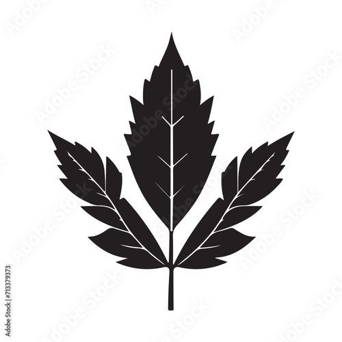 Maple Leaf Illustration