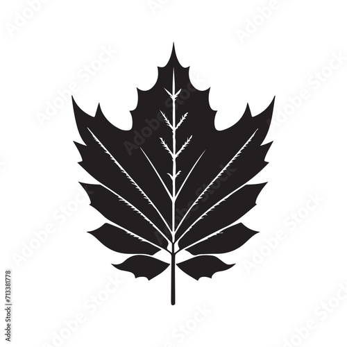 Maple Leaf Illustration