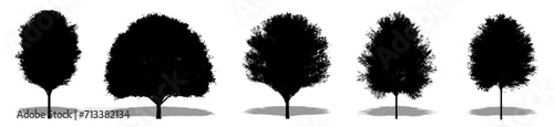 Set or collection of Japanese Zelkova trees as a black silhouette on white background. Concept or conceptual vector for nature, planet, ecology and conservation, strength, endurance and  beauty photo