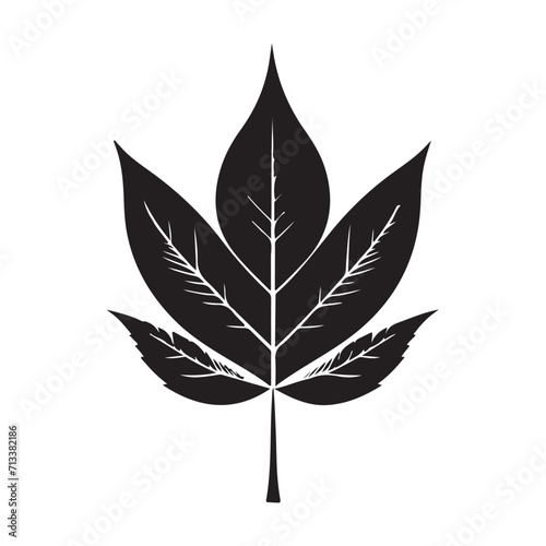 Maple Leaf Illustration