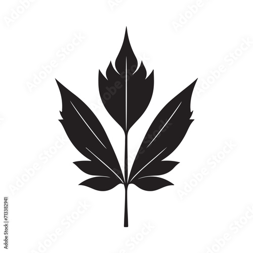 Maple Leaf Illustration