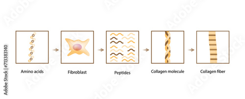 Collagen synthesis. From Amino acids, Peptides and Gelatin to Collagen molecule, Collagen fibers. fibroblasts. Anti-aging therapy. Vector illustration. photo